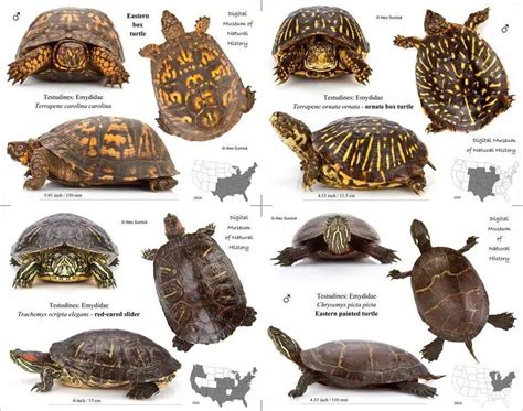 types of turtles in USA Types Of Turtles, Red Footed Tortoise, Tortoise ...