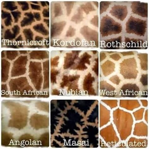 Giraffe Patterns - Different Types of Giraffe Furs