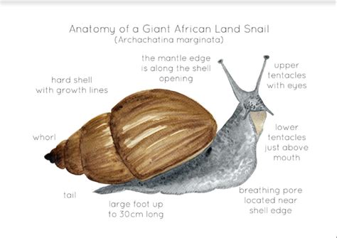 Anatomy of a Giant African Snail by Teach Simple