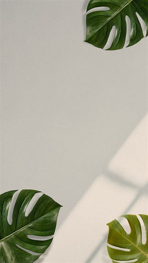 Monstera leaves on beige background, Monstera iPhone HD phone wallpaper ...