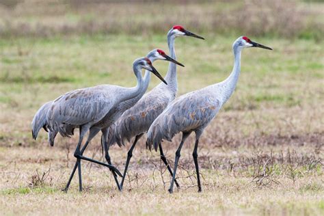 Meet the Family Cranes – Page 4 – Animal Encyclopedia