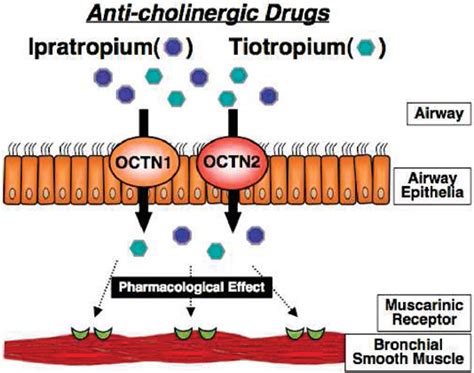 Ipratropium Mechanism Of Action