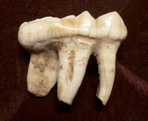 LARGE PRIMARY CAVE BEAR MOLAR WITH ROOTS FROM THE ARDENNES FOREST OF ...