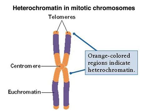 Bits and Bytes of Biology: Heterochromatin And Euchromatin | Chromosome ...