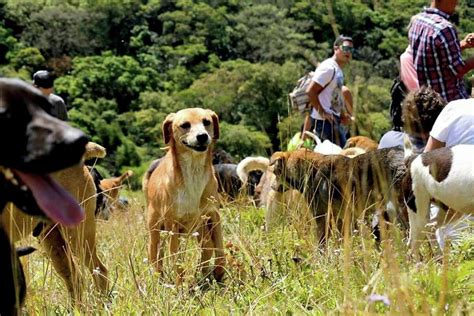 Costa Rica’s Territorio de Zaguates is home to more than 900 dogs