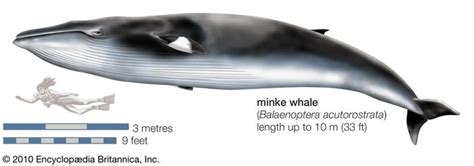 Minke whale | mammal | Britannica.com