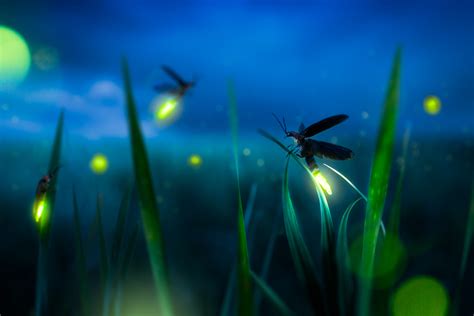 Fireflies need dark nights for their summer light shows—here's how you ...