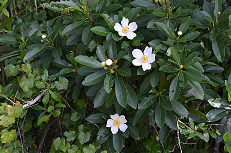 Loblolly Bay , Gordonia Lasianthus , Theaceae Tree | Bay tree ...