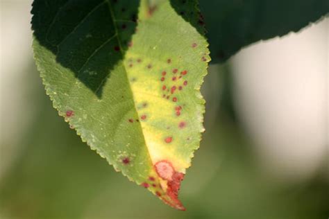 10 Common Cherry Tree Diseases - Minneopa Orchards