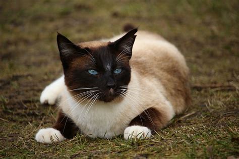 Traditional Siamese Cat: Personality, Care And Training