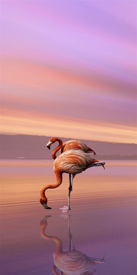 Flamingo Beach Wallpapers - Top Free Flamingo Beach Backgrounds ...