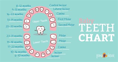 Baby Teething Chart: What Order Do They Come In? - Mama Natural