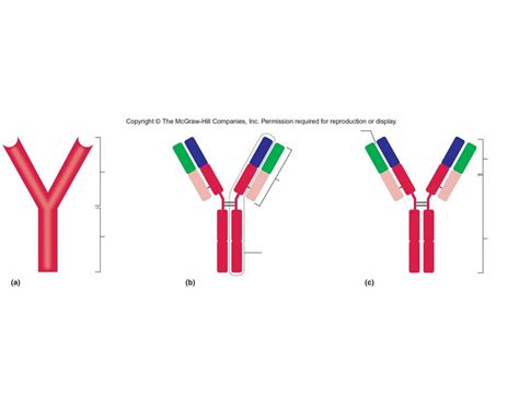 Antigen Structure Quiz