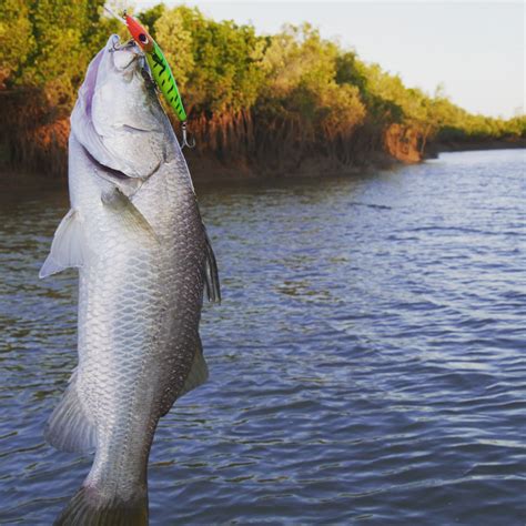 barramundi-with-lure-2 - Northbound Charters