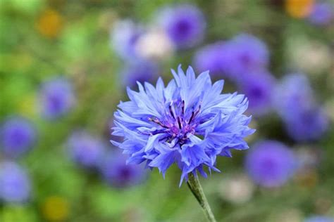 Bachelor Button Cornflower Seeds — San Diego Seed Company