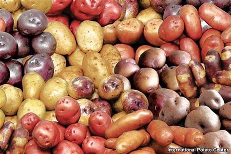 The International Potato Center (CIP) ; 50 Years OF Attainment - The ...