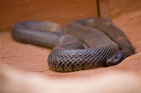 The Fierce Snake Most Dangerous Snake | The Wildlife