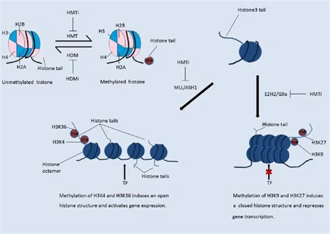 What is Histone Methylation? - Pathosomes