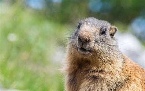 Facts about Groundhogs Other Than Their Poor Meteorology - Scientific ...