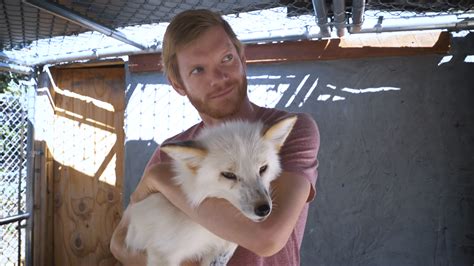 Meet The World’s First Domesticated Foxes - Dog Dispatch