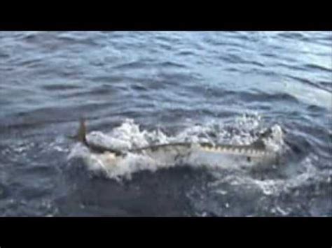 Barracuda Attack - YouTube