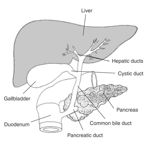 Anatomy of the Biliary System with Labels - Media Asset - NIDDK