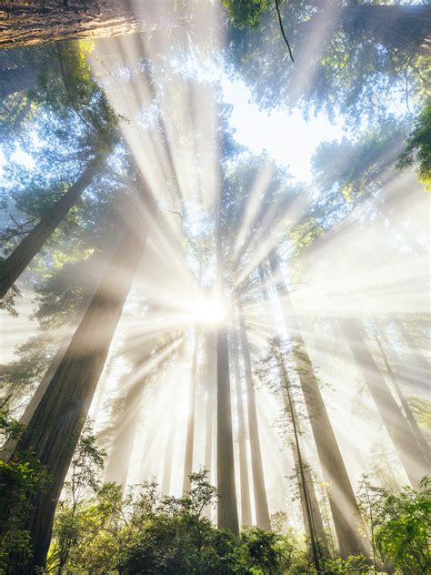 Del Norte Coast Redwoods & Light Rays | Explorest