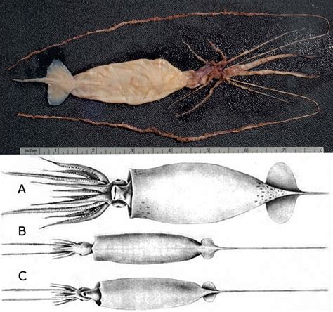 Smithsonian Insider – As they grow some squid change dramatically ...