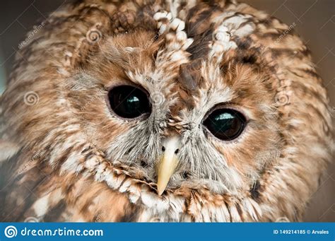 Tawny Owl Head with Black Eyes Stock Image - Image of yellow, europe ...