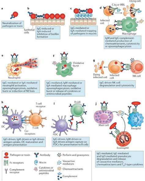 Antibody mechanisms of action in eliminating a pathogen. Reprinted by ...