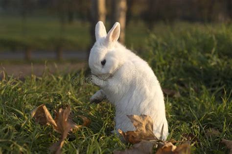 Ermine Rabbits: Top Facts & Breed Guide - Pets Guides