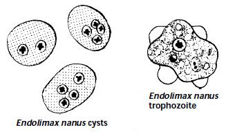 Endolimax Nana Cyst