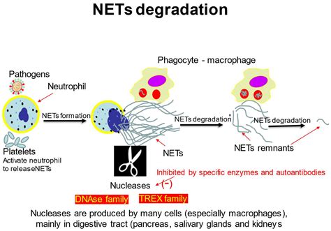 IJMS | Free Full-Text | Molecular Mechanisms of Neutrophil ...