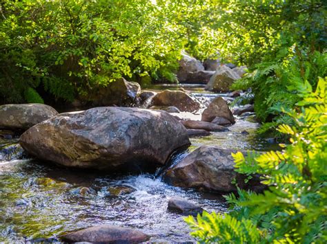 Freshwater Ecosystems