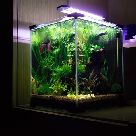 Planted Betta Tank - How To Set Up A Beautiful Betta Fish Tank ...