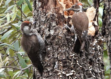 Arizona woodpecker | Project Noah