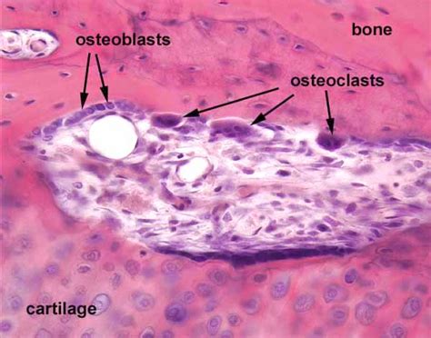 Histology at SIU