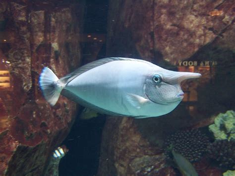 Unicorn Fish | An inhabitant of the aquarium in the Forum Sh… | Flickr