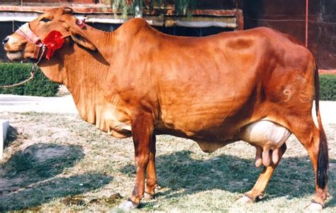 High milk production in Pakistan