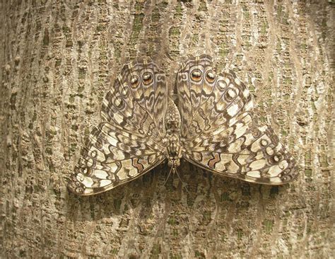 20+ Animals Who Have Perfected the Art of Camouflage | My Modern Met