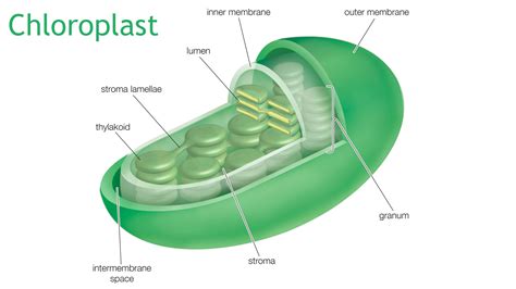 Flipboard: Chloroplasts Are the Plant Cells That Manufacture Energy