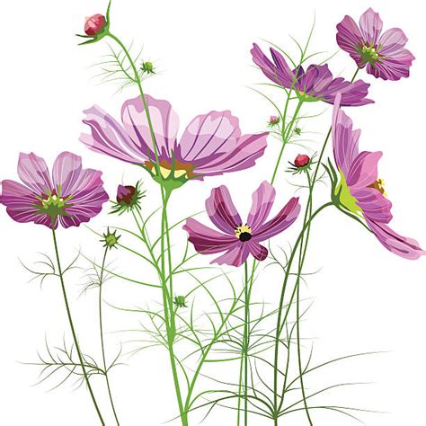 Cosmos Flower Clip Art, Vector Images & Illustrations - iStock