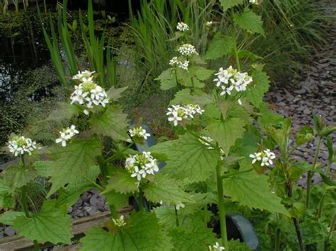 Garlic mustard | The Wildlife Trusts