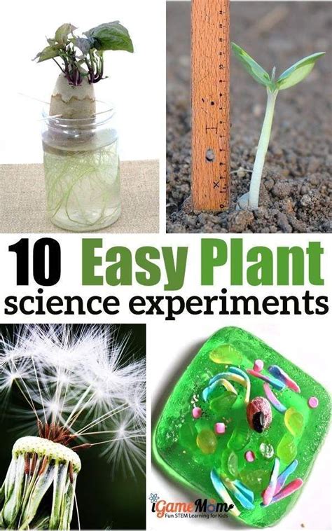 10 Plant Science Experiments for Kids | Plants science experiments ...