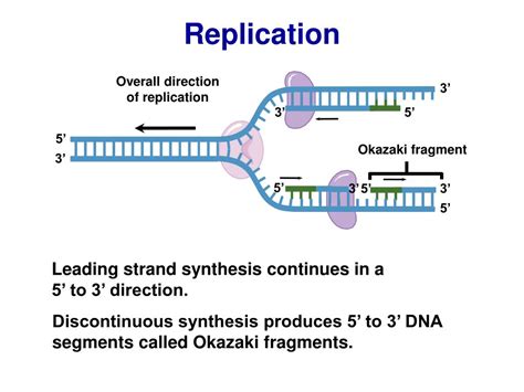 PPT - DNA Replication Senior Biology Mrs. Brunone PowerPoint ...