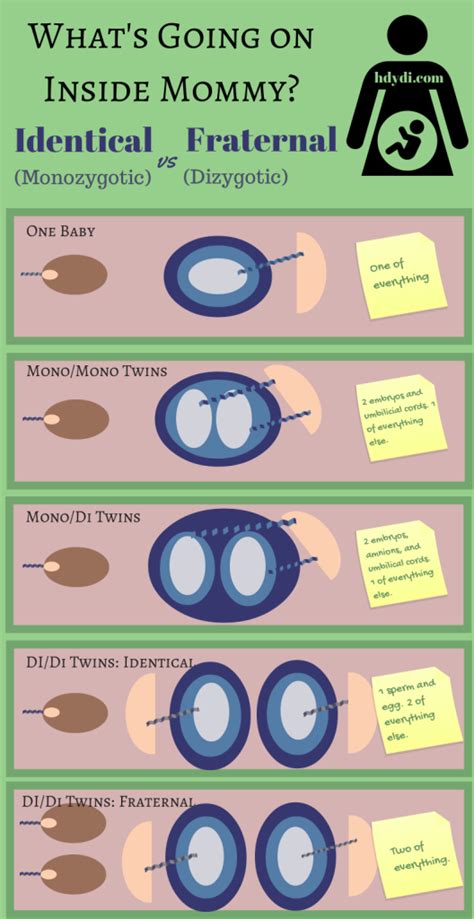 Fraternal Twins In The Womb Ultrasound