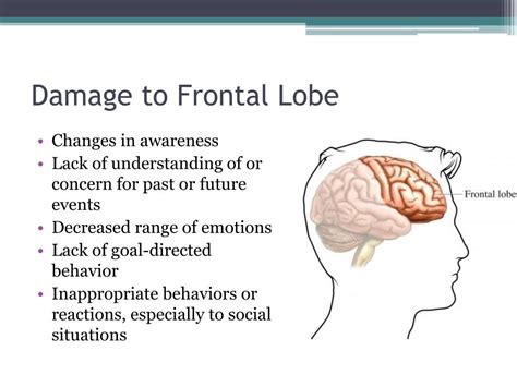 PPT - LESSON 3.2 The Brain PowerPoint Presentation, free download - ID ...