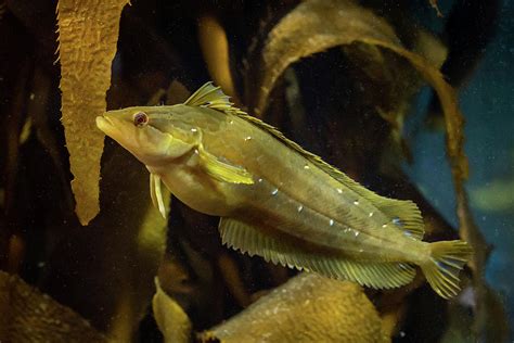 Giant Kelpfish Photograph by David A Litman - Fine Art America