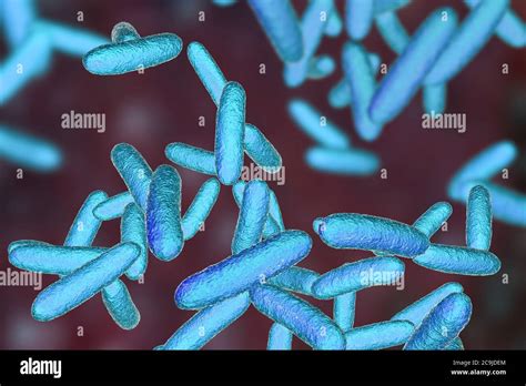 Citrobacter bacteria, computer illustration. One of the commonest ...