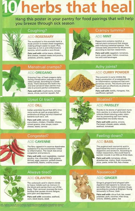 A Witch’s Guide To Healing Herbs | Daily Infographic